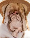 COCOON OAT 5- IN STROLLER.webp