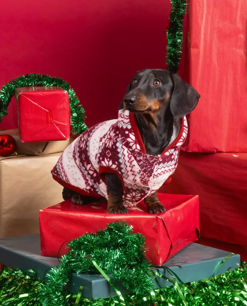 Veste de Noël pour petit chien - Admas (M)