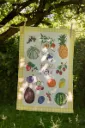Torchon Fruits d'Eté - Caro from Woodland